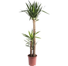 Yucca Zimmerpflanze im Topf