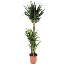 Yucca Zimmerpflanze im Topf