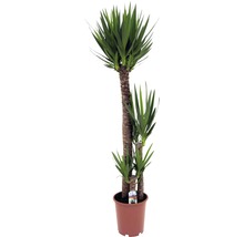 Yucca Zimmerpflanze im Topf