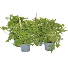 Lupinen in Töpfen, grüne Blätter und Blütenstände