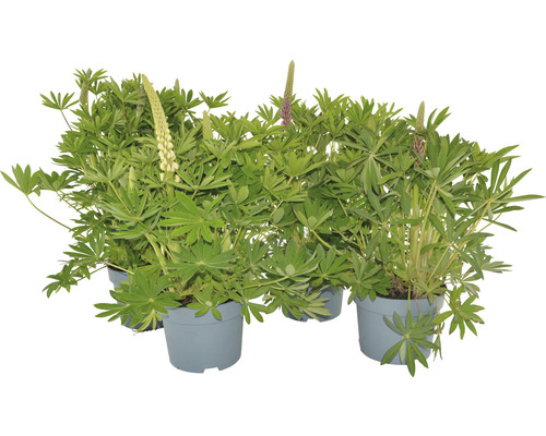 Lupine Lupinus-Cultivars 'Gallery' mix H 30-45 cm Co 3 L Lupinen in Töpfen, grüne Blätter und Blütenstände