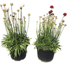 Zwei Strandnelken in Töpfen