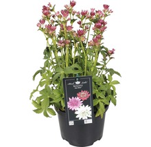 Große Sterndolde Star Mix im Topf