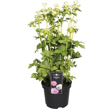 Große Sterndolde im Topf