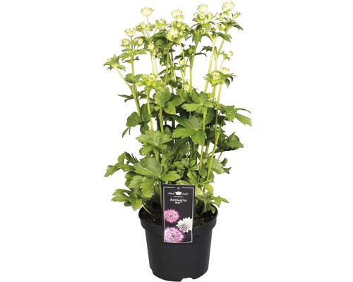 Große Sterndolde im Topf