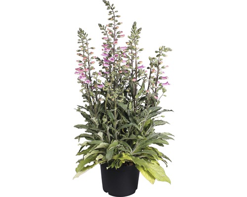 Gefleckter Fingerhut im Topf