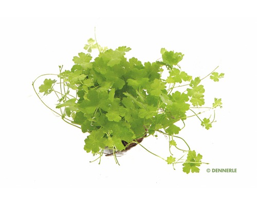 Dennerle Wassernabel Aquariumpflanze