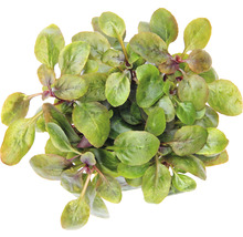Feldsalat Pflanze mit grünen Blättern