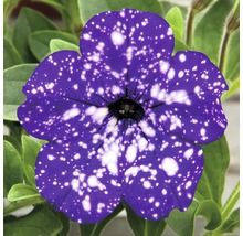 Nahaufnahme einer Petunie mit Sternenmuster