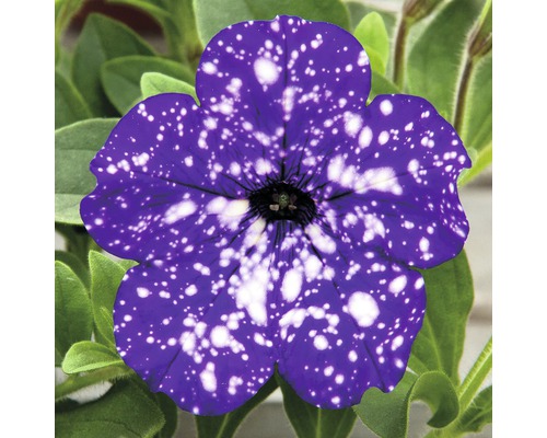 Nahaufnahme einer Petunie mit Sternenmuster