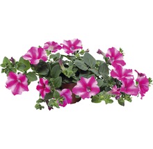 Petunie im Topf mit gestreiften Blüten