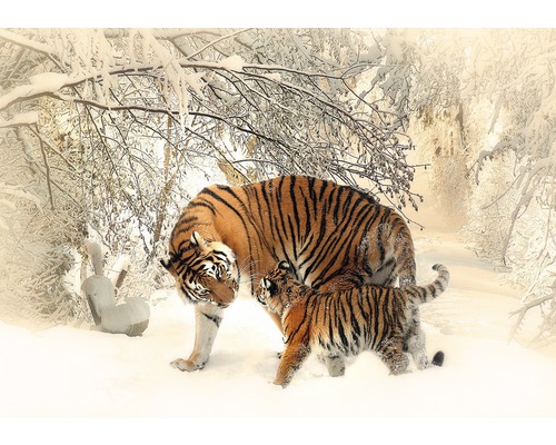 Fototapete Papier 13004P4 Tiger im Schnee 2-tlg. 254x184 cm