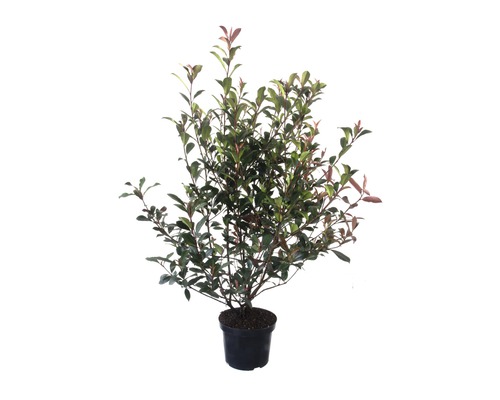 Heckenpflanze FloraSelf Glanzmispel Photinia fraseri 'Red Robin' H 120-150 cm 10 L-Topf ab 4 Stück auf Palette