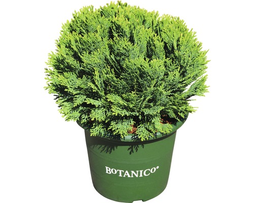 Kugelzypresse im Topf für den Garten