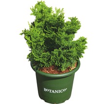 Grüne Topfpflanze Thuja