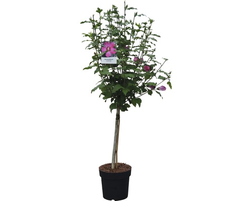 Hibiskusbusch im Topf mit rosafarbenen Blüten