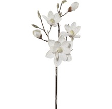 Dekorativer Magnolienzweig mit Blüten und Knospen