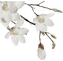 Dekorativer Magnolienzweig mit weißen Blüten und Knospen