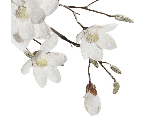 Dekorativer Magnolienzweig mit weißen Blüten und Knospen