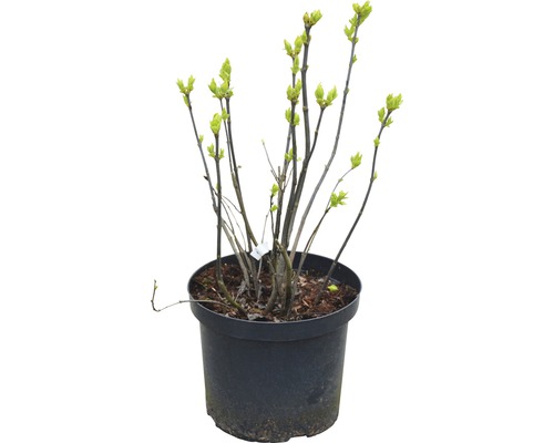 Junger Flieder im Topf