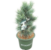 Botanico Zwergkiefer im Topf