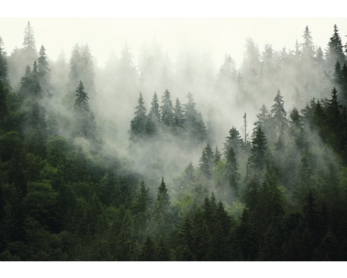 Fototapete 13026P8 Papier Bäume im Nebel 368x254 cm