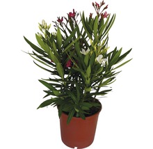 Orleander FloraSelf Nerum orleander 60cm 19er Topf