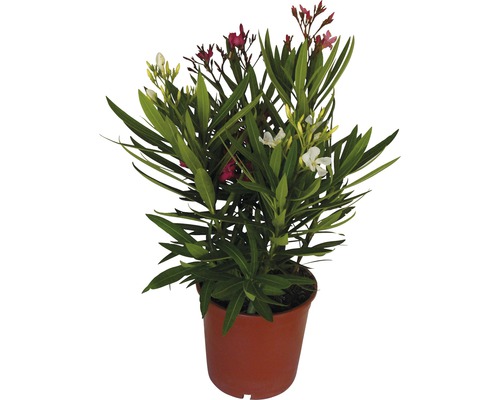 Orleander FloraSelf Nerum orleander 60cm 19er Topf