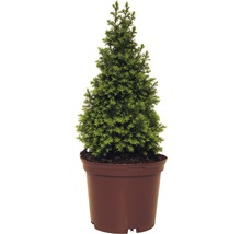 Fichte im Topf