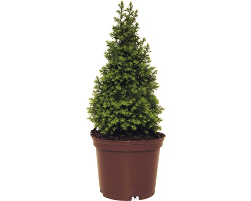 Fichte im Topf