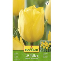 Blumenzwiebel FloraSelf Tulpe Triumph ‘Strong Gold' 10 Stk.-thumb-1