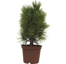 Kiefer im Topf