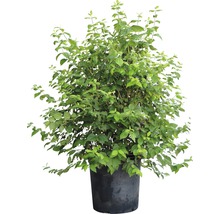 Gartenjasmin, Duftjasmin, Pfeifenstrauch FloraSelf Philadelphus 'Minnesota Snowflake' H 100-125 cm Co 15 L