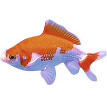 Goldfisch