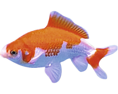 Goldfisch