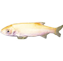 Albino-Rotfeder Fisch für Aquarien und Teiche