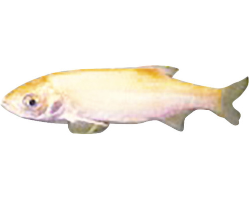 Albino-Rotfeder Fisch für Aquarien und Teiche