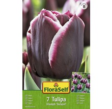 Blumenzwiebel FloraSelf Tulpe Triumph ‘Jackpot‘ 7 Stk.