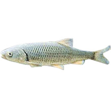 Barbe Süßwasserfisch