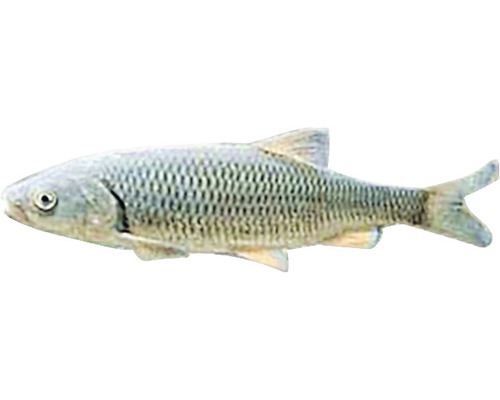 Barbe Süßwasserfisch