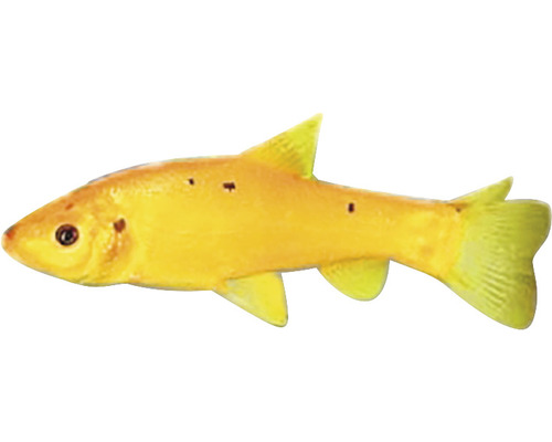 Goldfisch für den Gartenteich