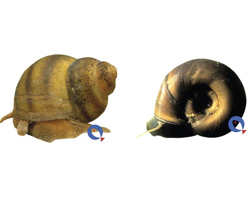 Zwei Apfelschnecken für Aquarien