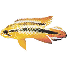 Apistogramma-Art Zierfisch