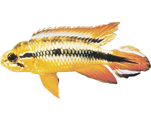 Apistogramma-Art Zierfisch