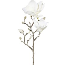 Magnolienzweig mit Blüten und Knospen