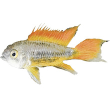 Schmetterlingsbuntbarsch zur Haltung im Aquarium