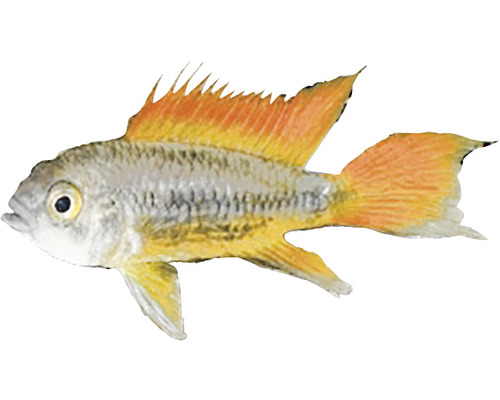 Schmetterlingsbuntbarsch zur Haltung im Aquarium