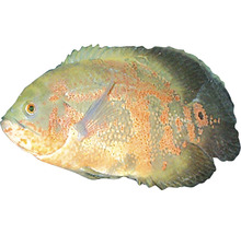Oscar Fisch für Aquarien