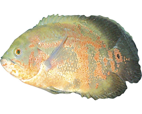 Oscar Fisch für Aquarien