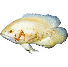Albino-Oskar-Zierfisch